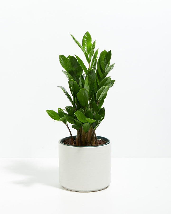 ZZ Plant Kit
