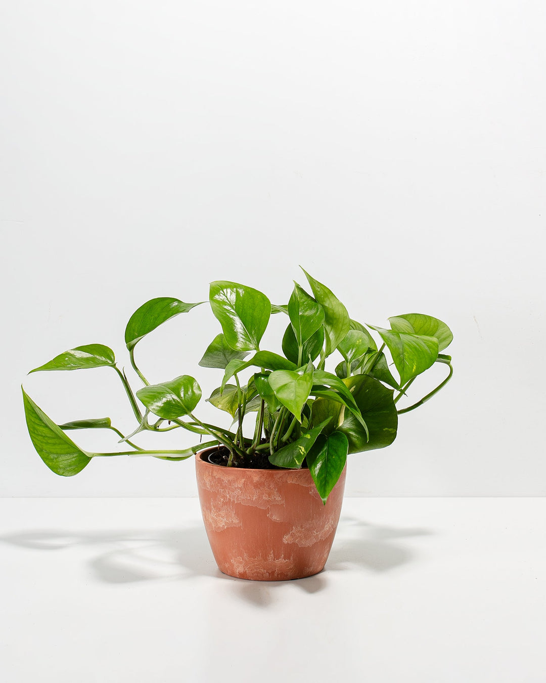 Golden Pothos Plant Kit