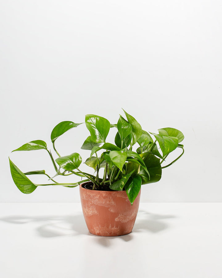Golden Pothos Plant Kit