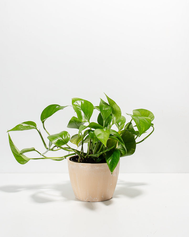 Golden Pothos Plant Kit
