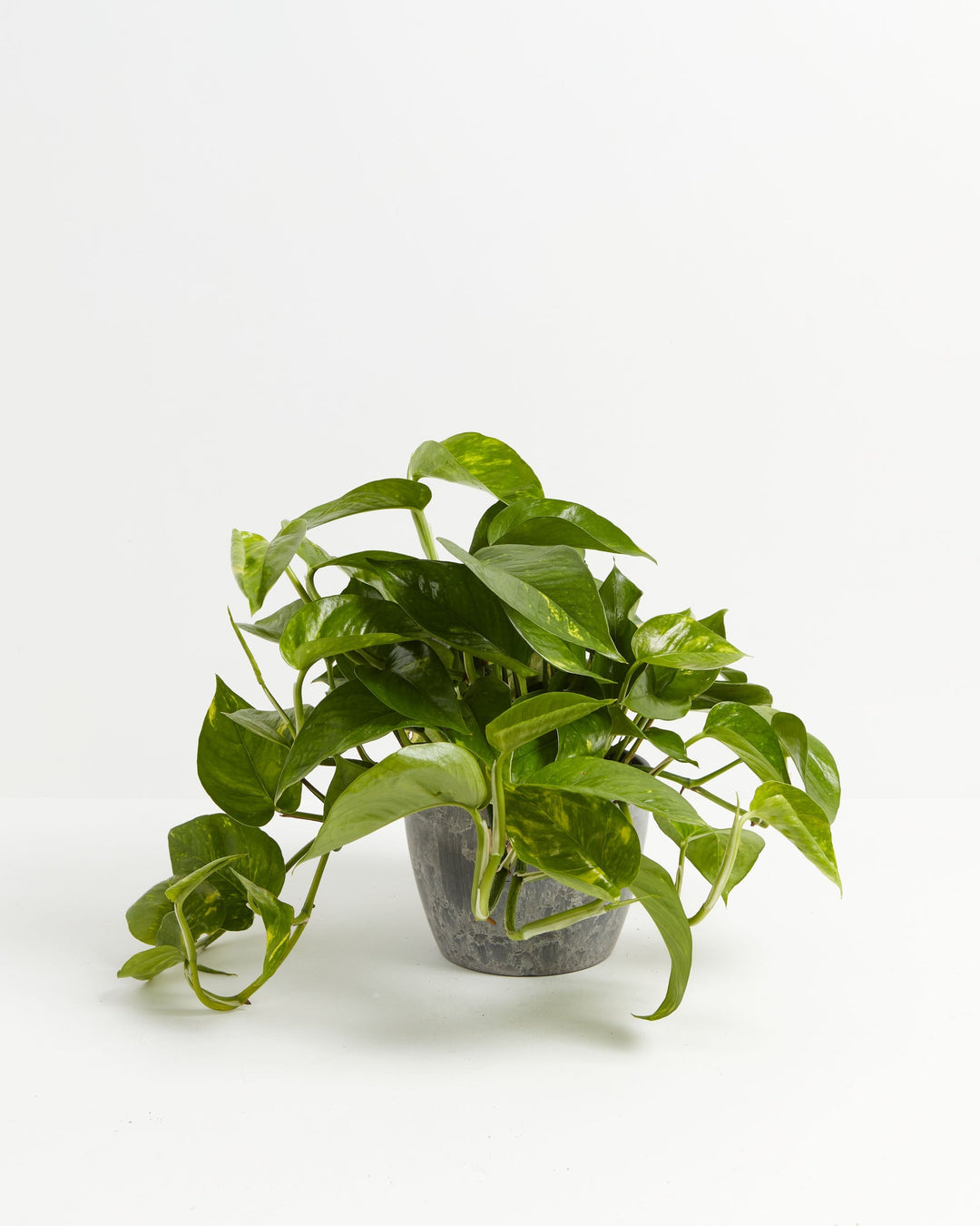 Golden Pothos Plant Kit