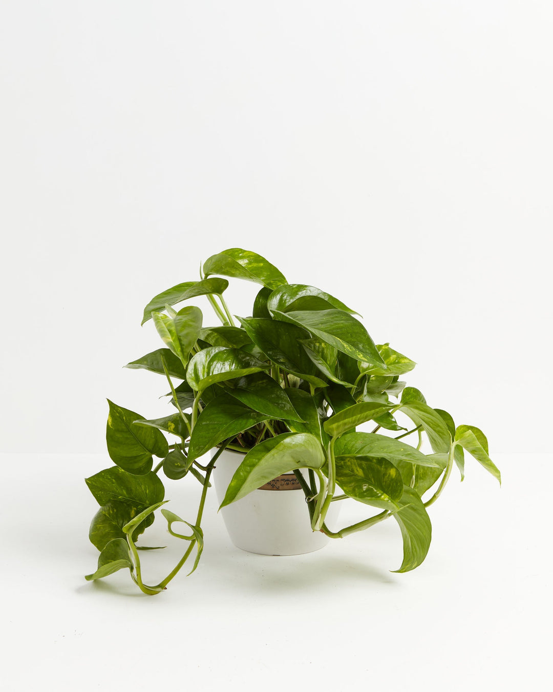 Golden Pothos Plant Kit