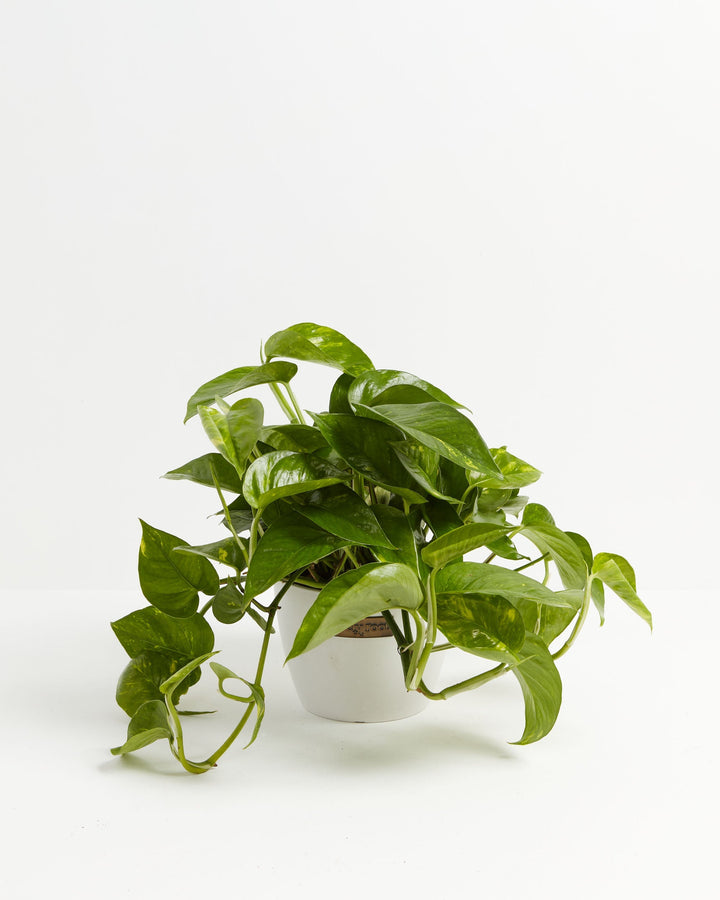 Golden Pothos Plant Kit
