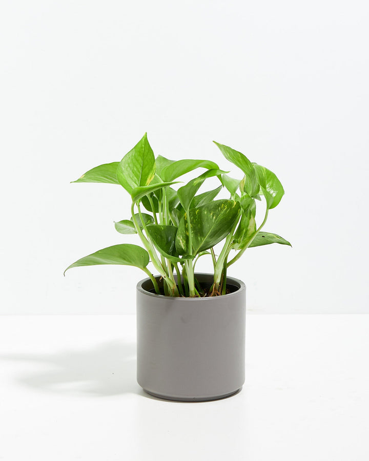 Golden Pothos Plant Kit