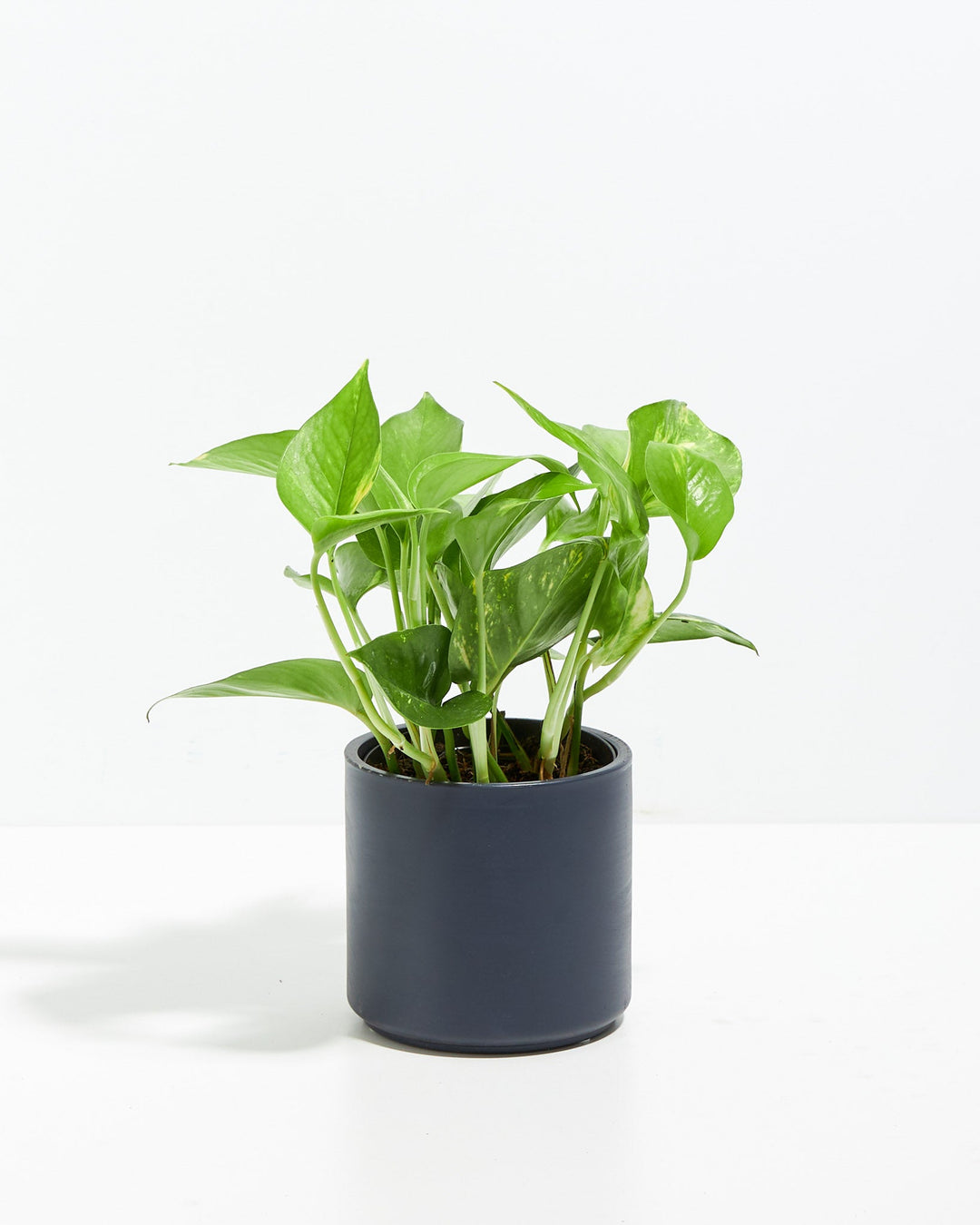 Golden Pothos Plant Kit