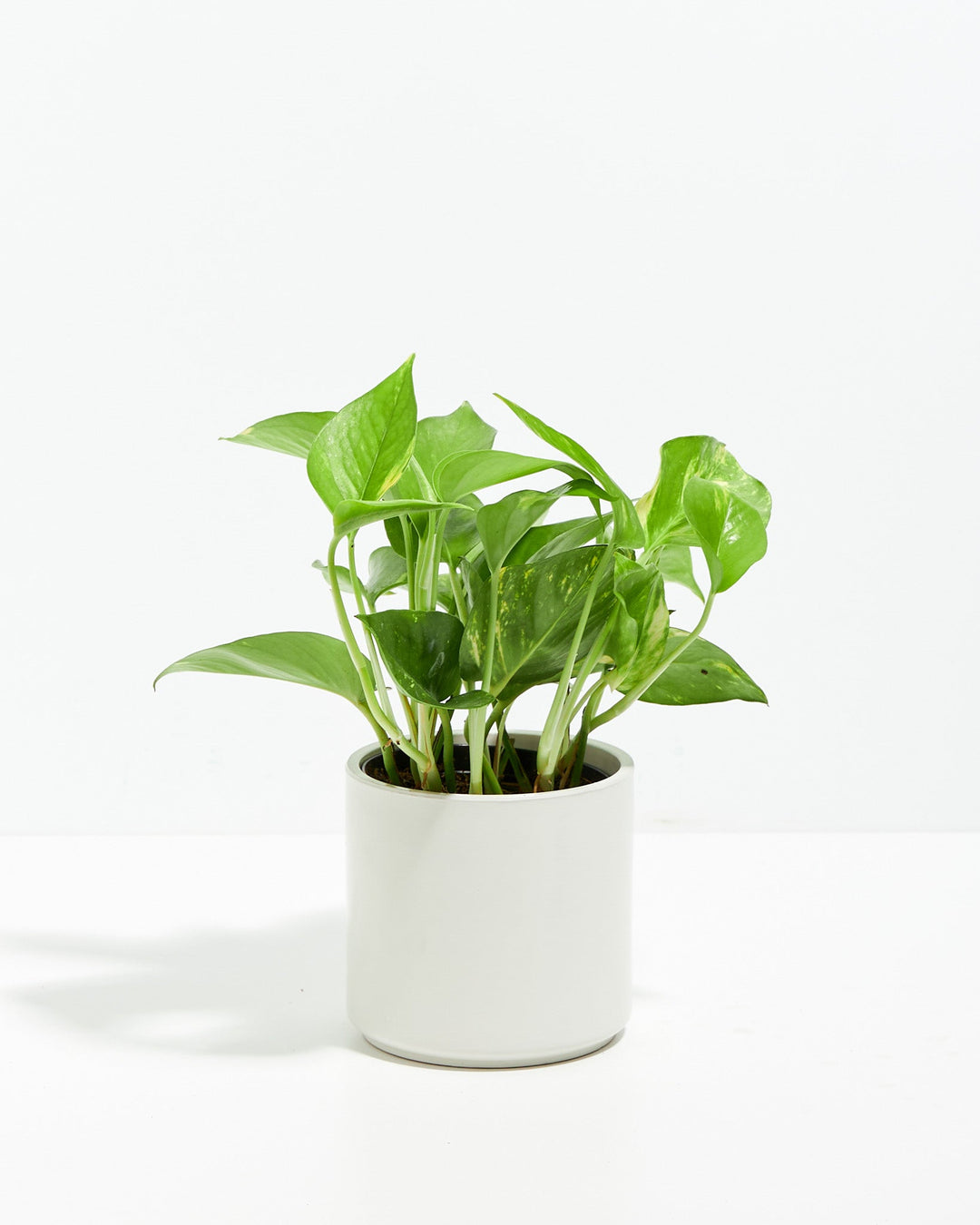 Golden Pothos Plant Kit