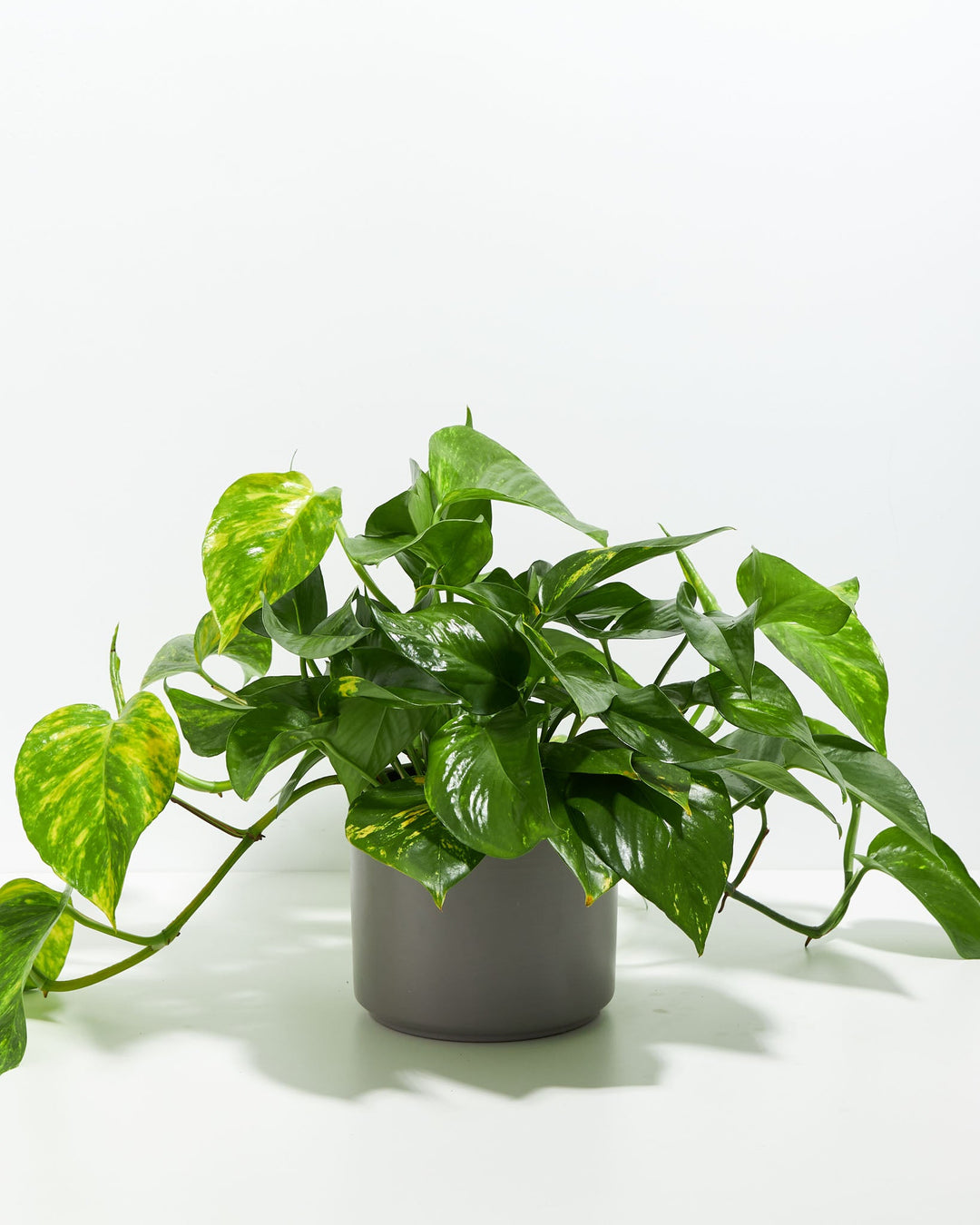 Golden Pothos Plant Kit