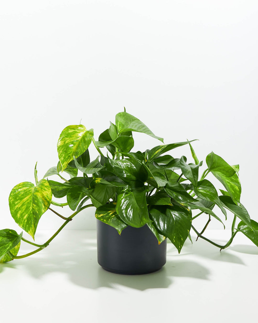 Golden Pothos Plant Kit