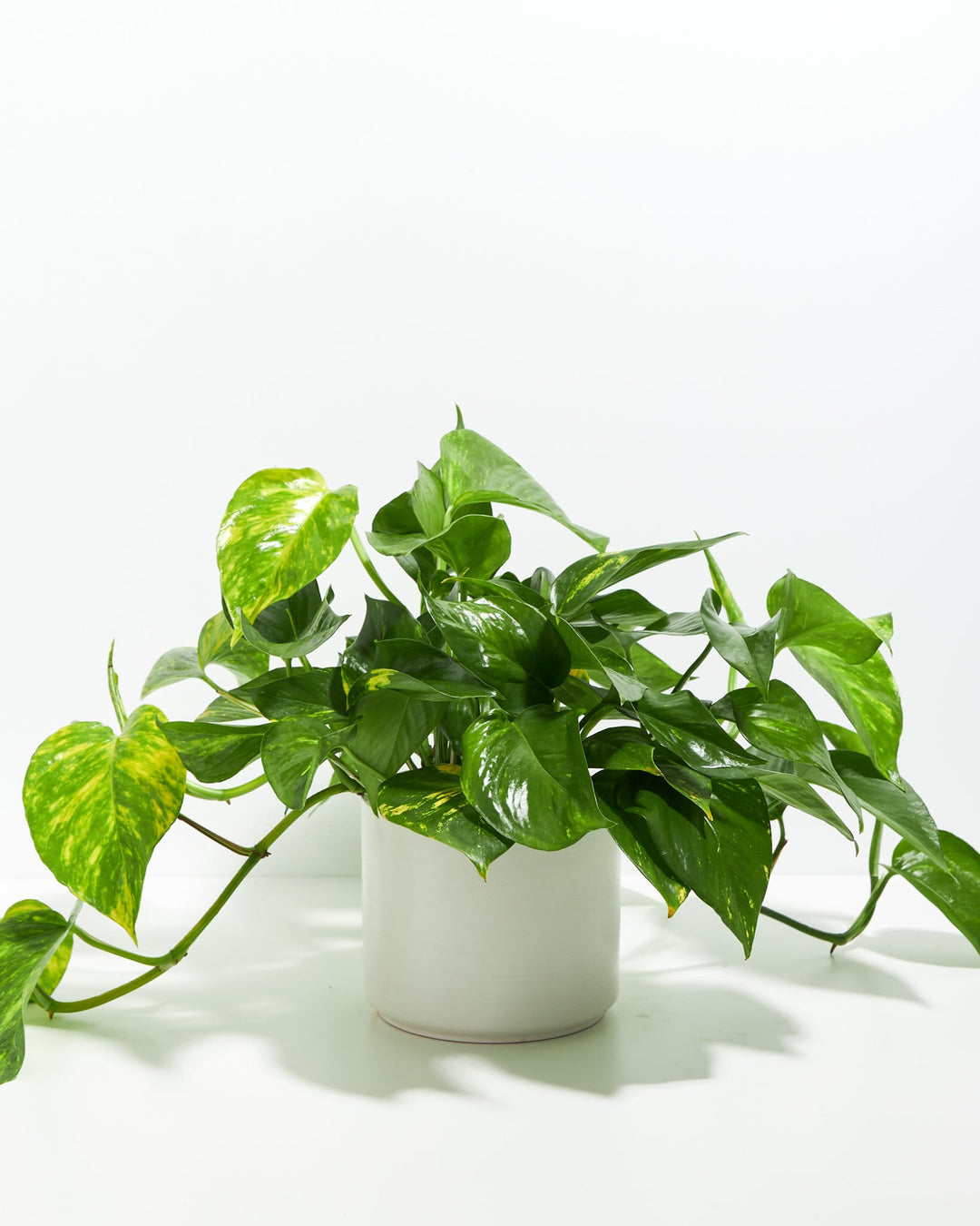 Golden Pothos Plant Kit