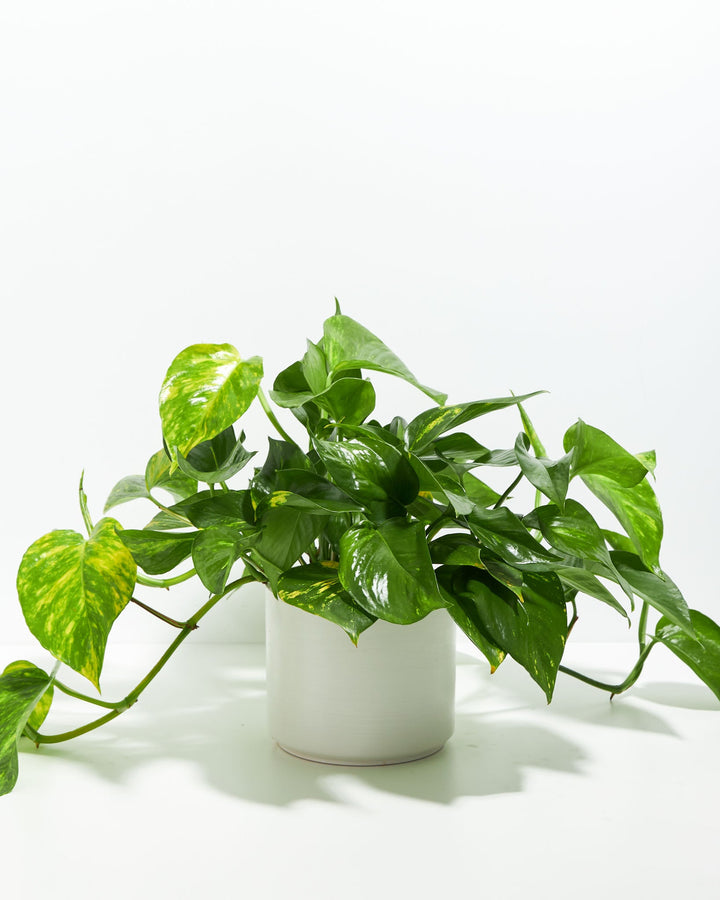 Golden Pothos Plant Kit