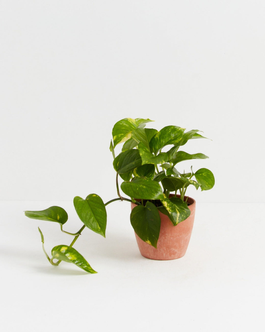 Golden Pothos Plant Kit