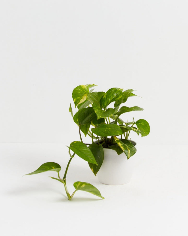 Golden Pothos Plant Kit
