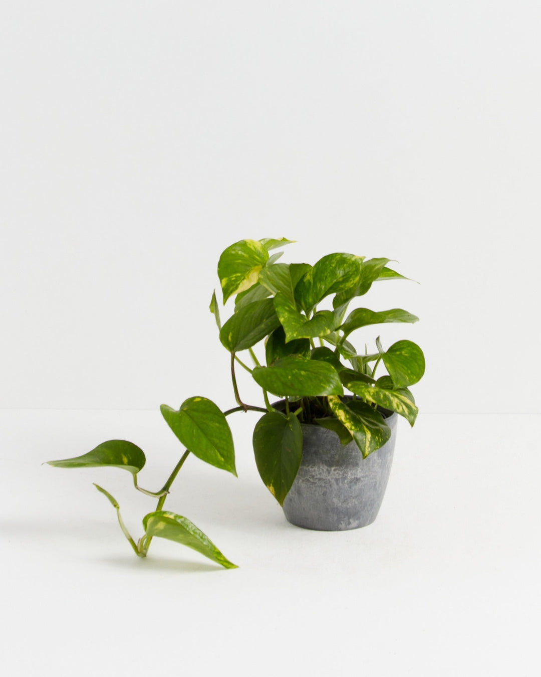 Golden Pothos Plant Kit