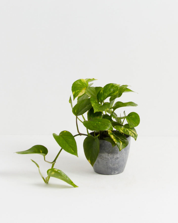 Golden Pothos Plant Kit