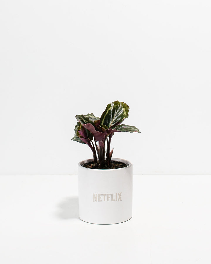 Peacock Plant Kit