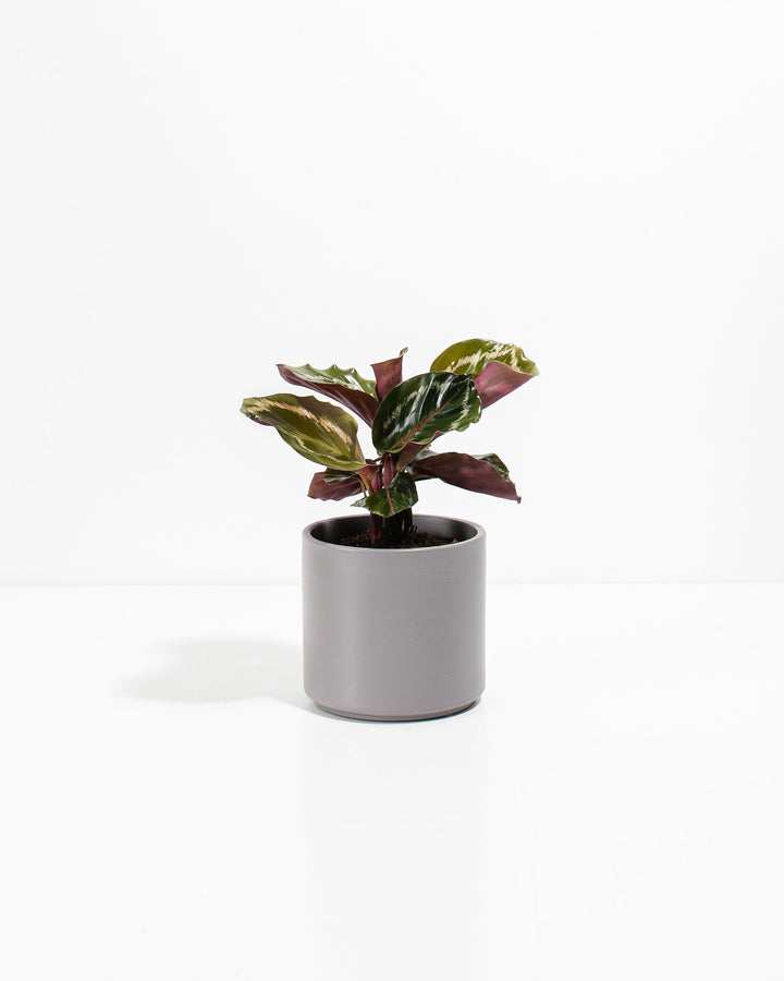 Peacock Plant Kit
