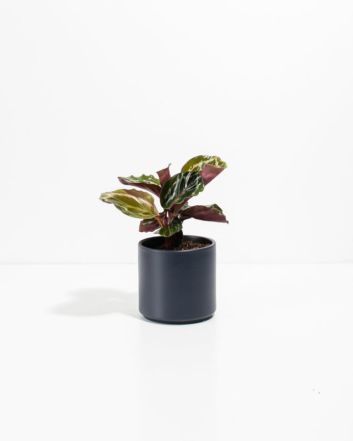 Peacock Plant Kit