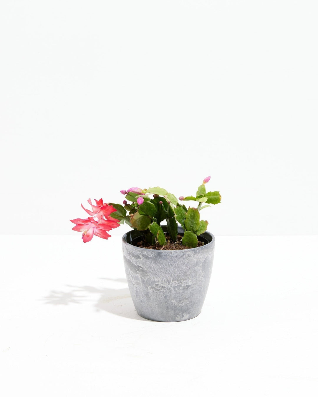 Christmas Cactus Plant Kit