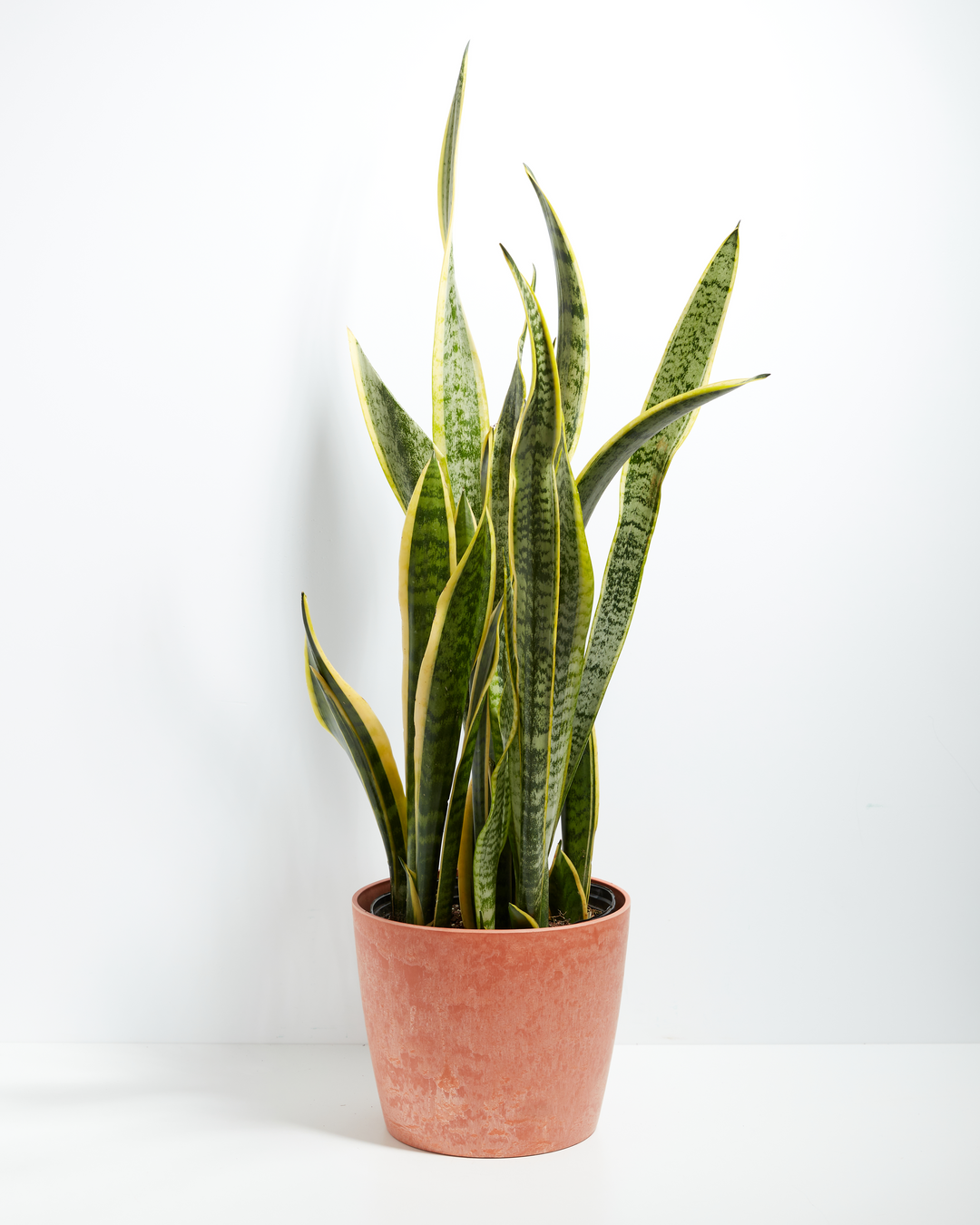 Snake Plant Kit
