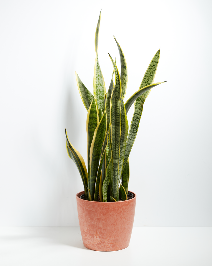 Snake Plant Kit