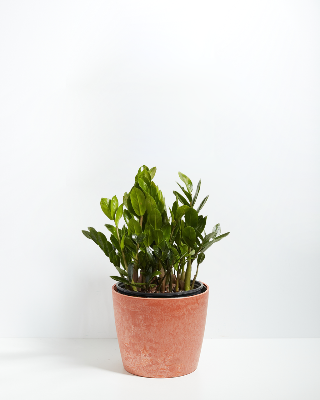 ZZ Plant Kit