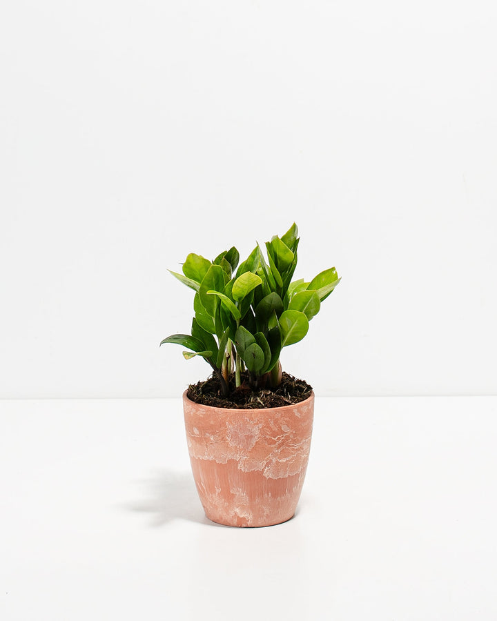 ZZ Plant Kit