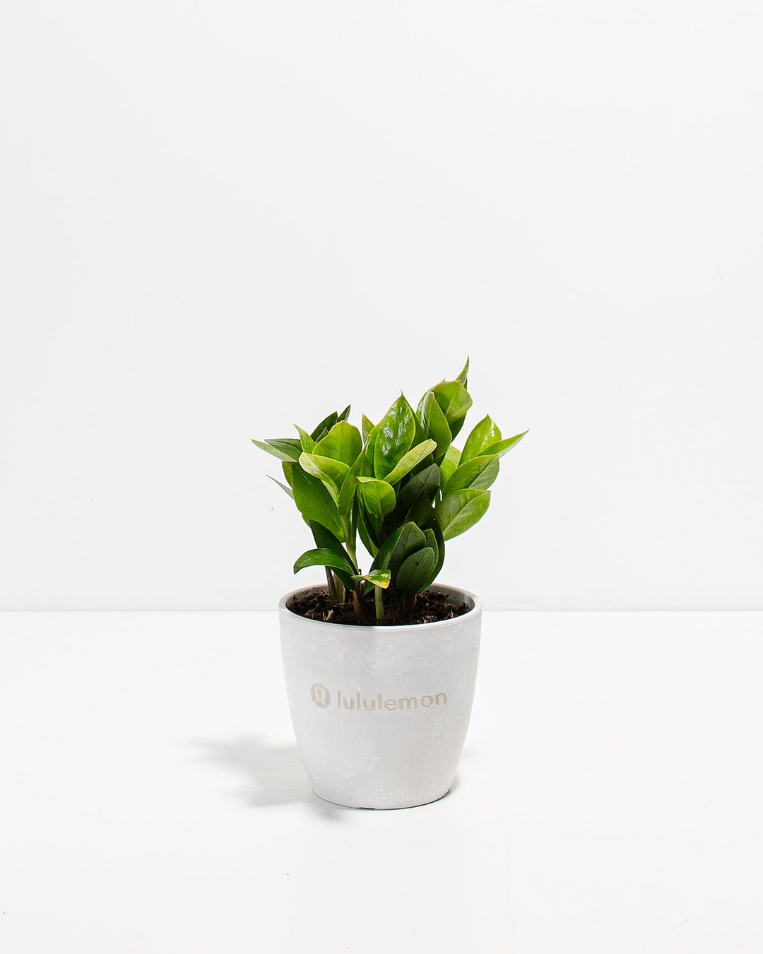 ZZ Plant Kit