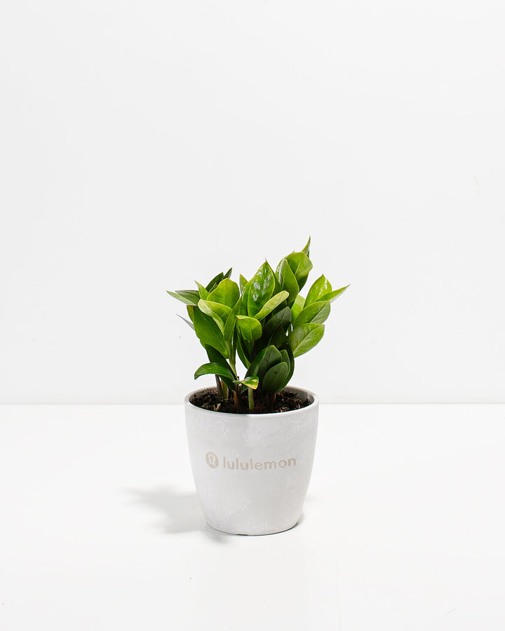 ZZ Plant Kit