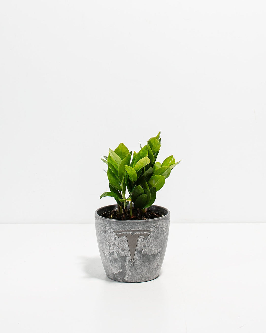 ZZ Plant Kit