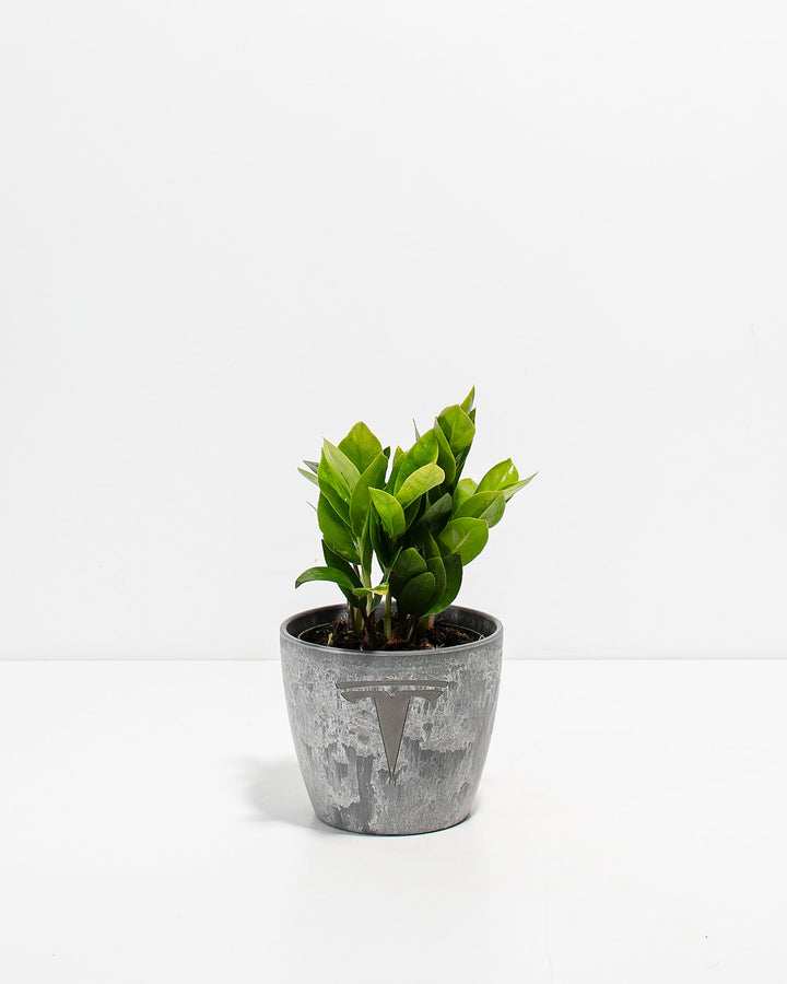 ZZ Plant Kit