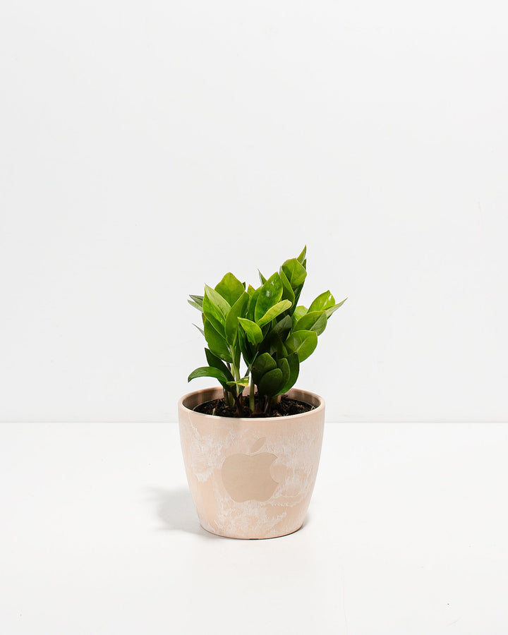 ZZ Plant Kit