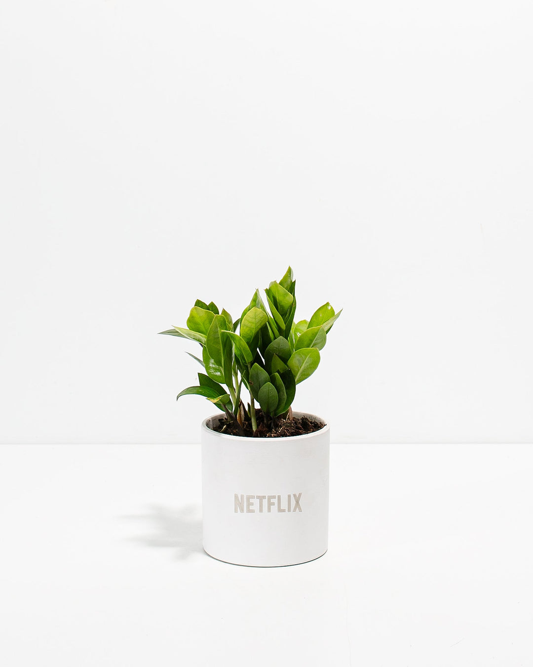 ZZ Plant Kit