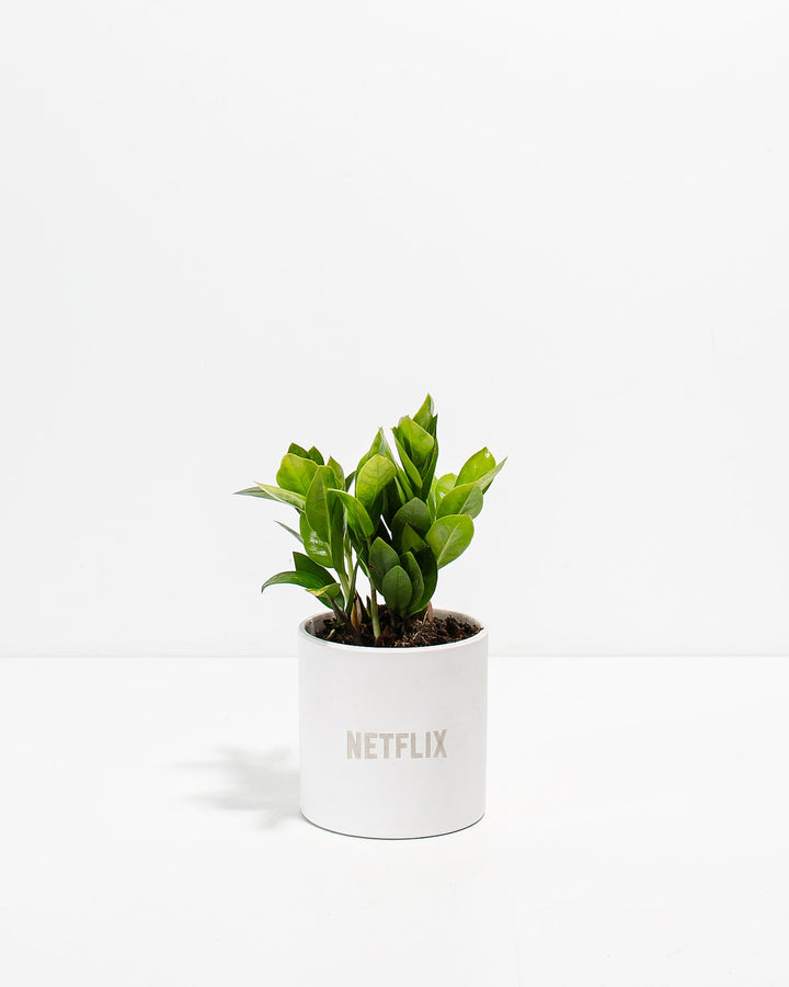 ZZ Plant Kit