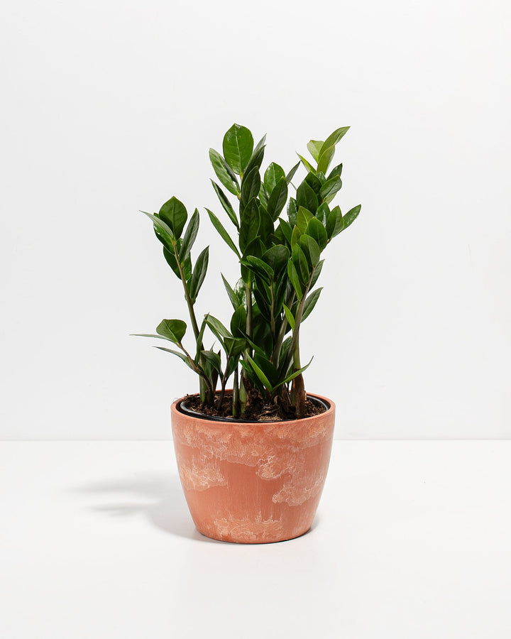 ZZ Plant Kit