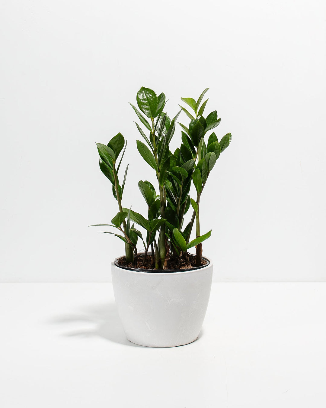 ZZ Plant Kit