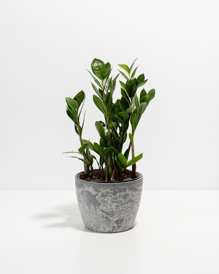 ZZ Plant Kit