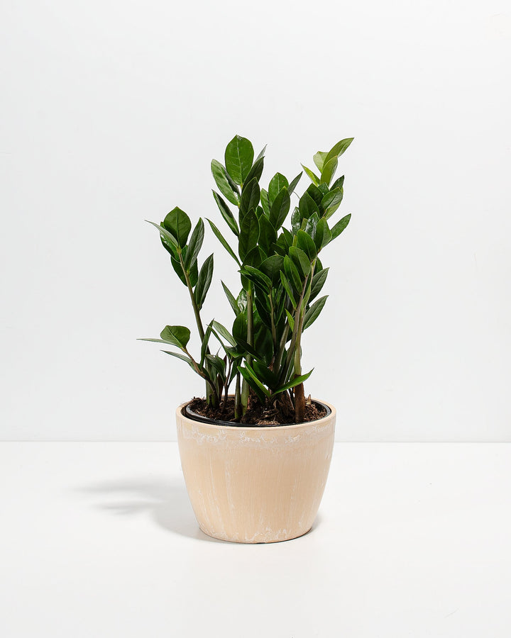 ZZ Plant Kit