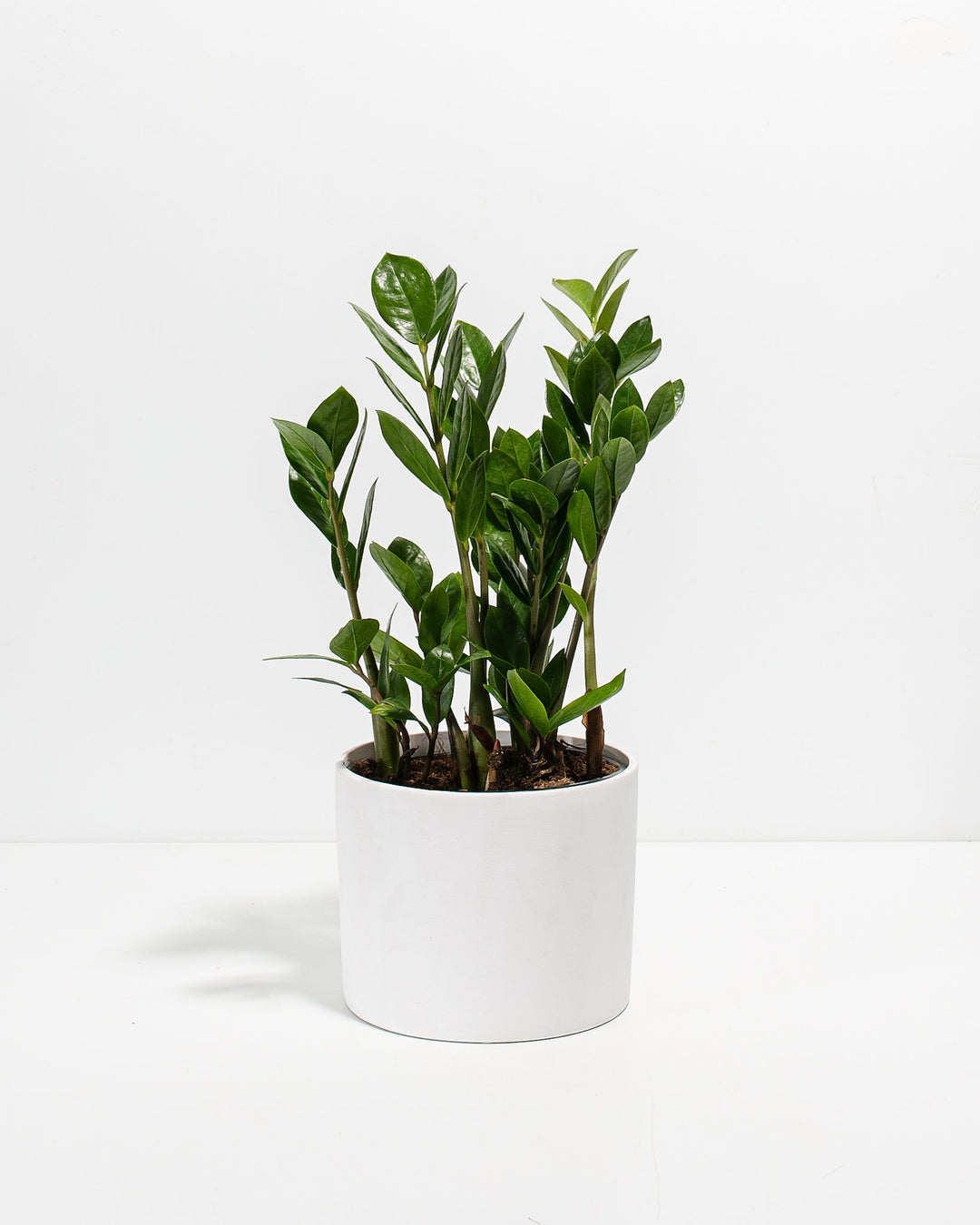 ZZ Plant Kit