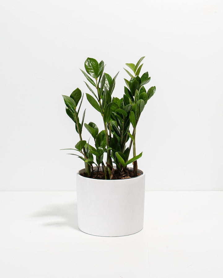 ZZ Plant Kit