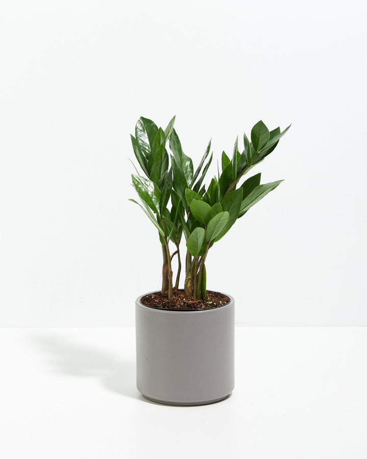 ZZ Plant Kit