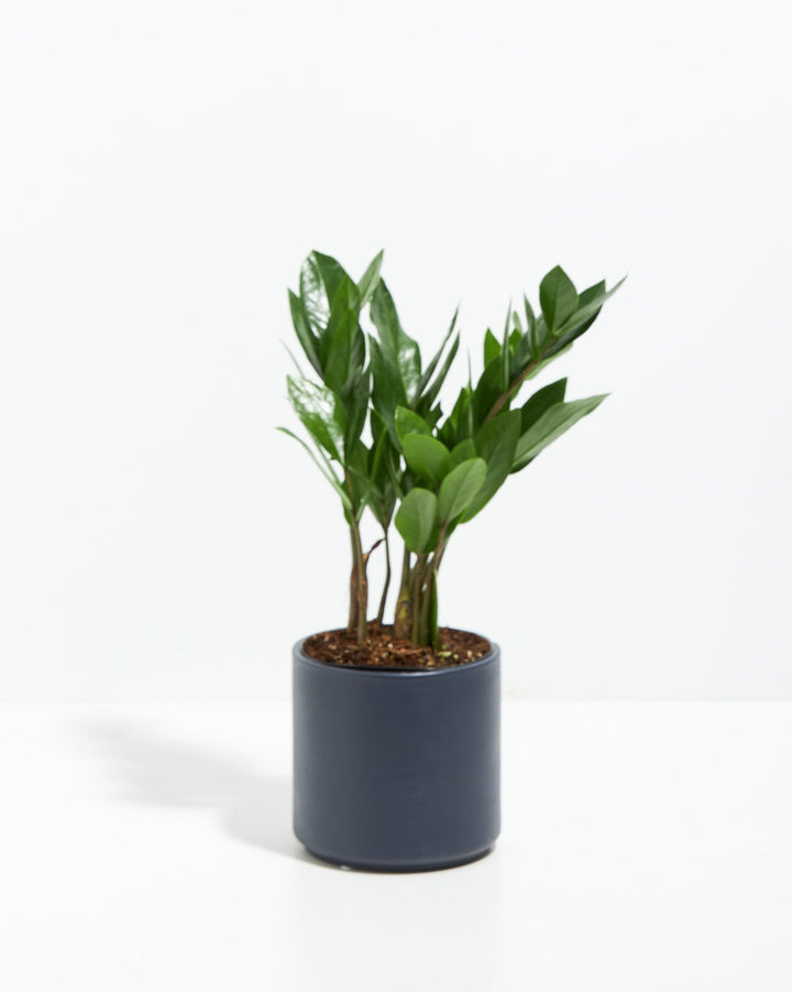 ZZ Plant Kit