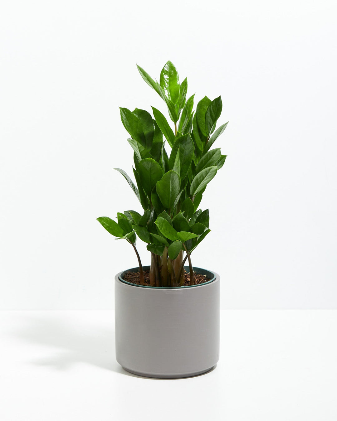 ZZ Plant Kit