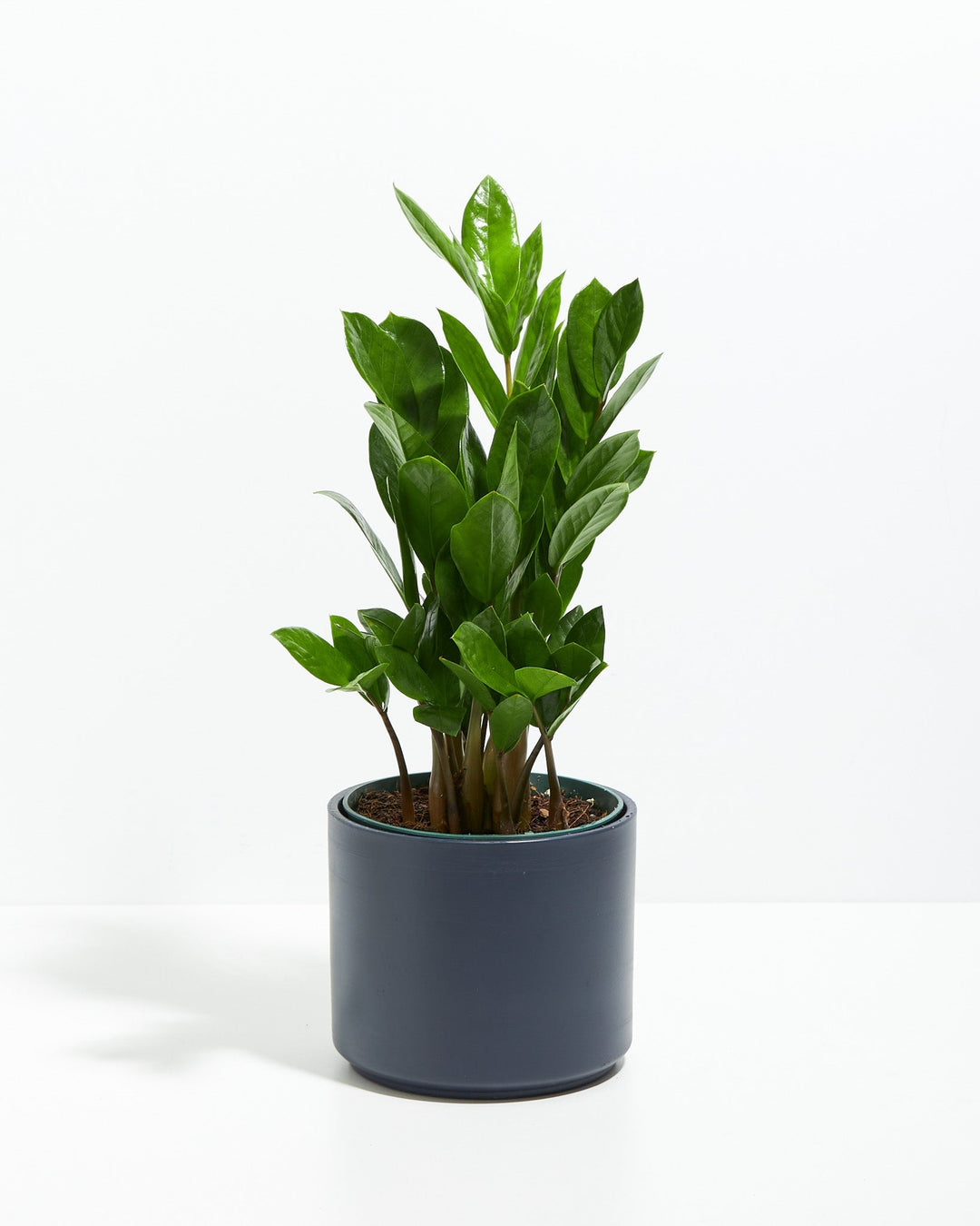 ZZ Plant Kit