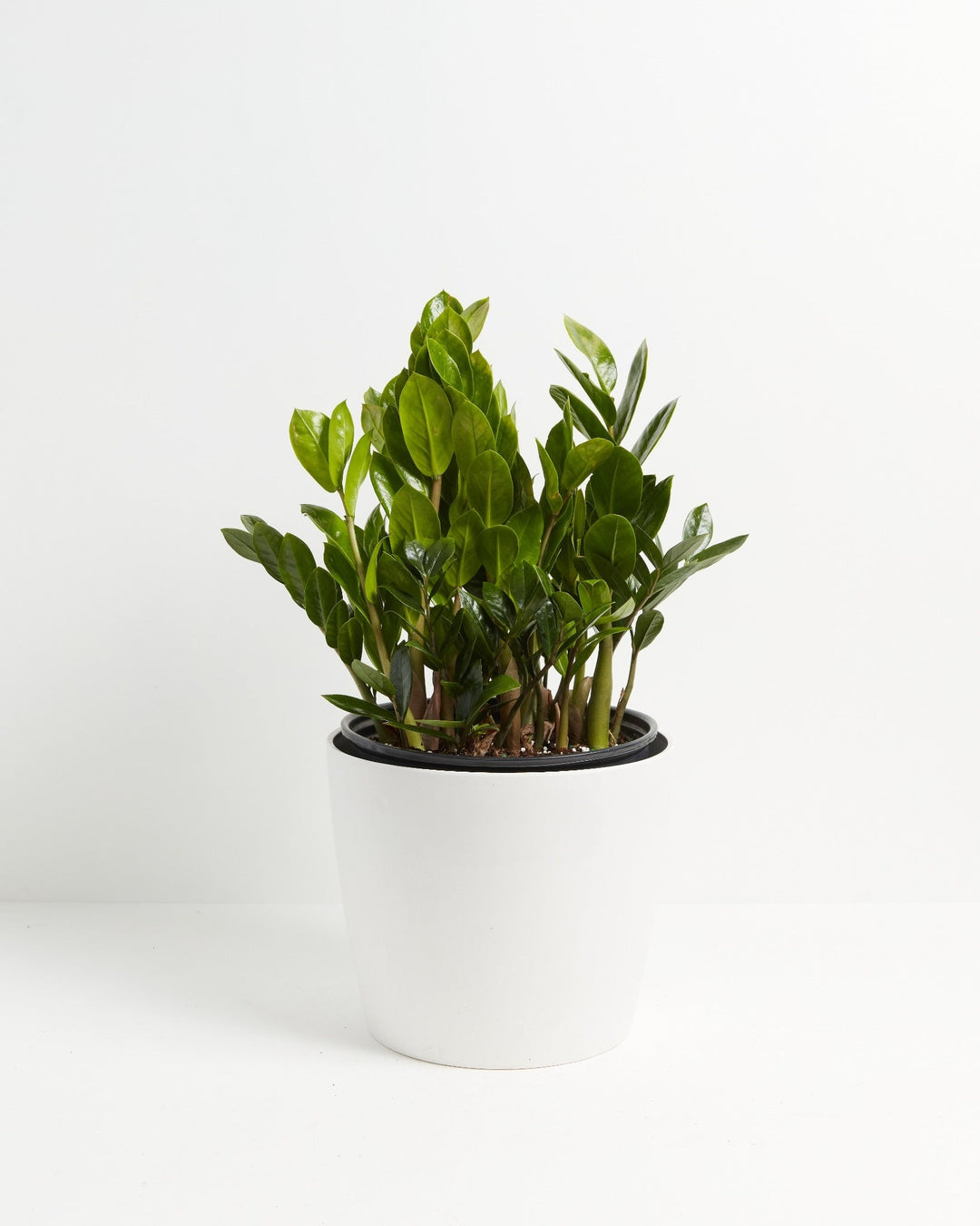 ZZ Plant Kit