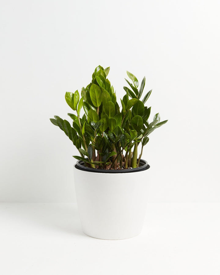 ZZ Plant Kit