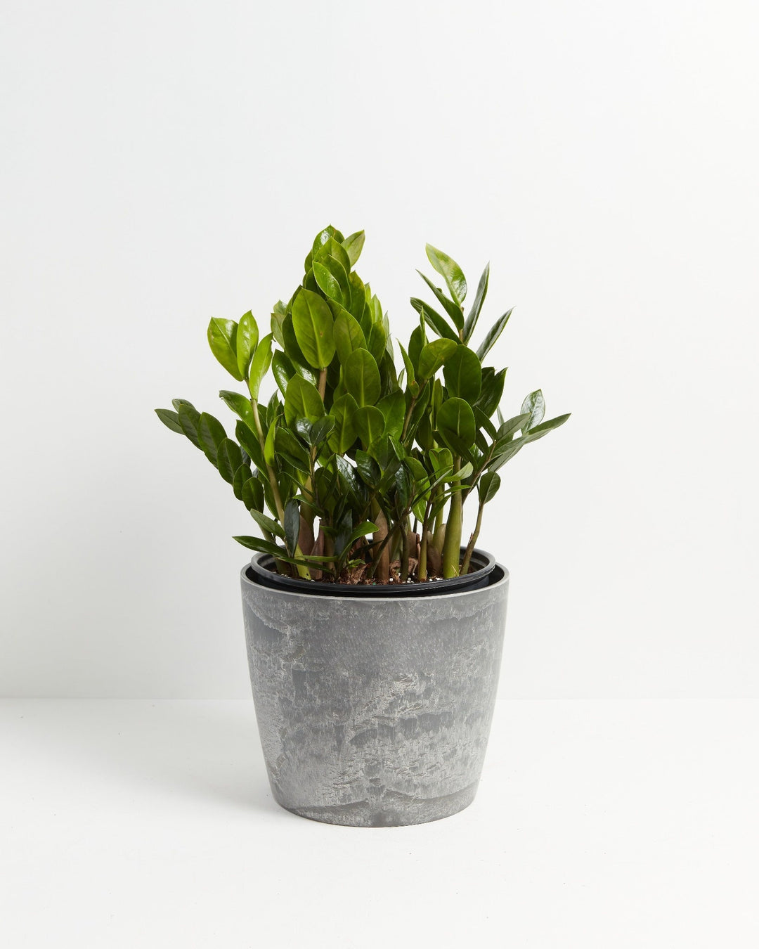 ZZ Plant Kit