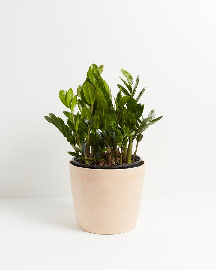 ZZ Plant Kit