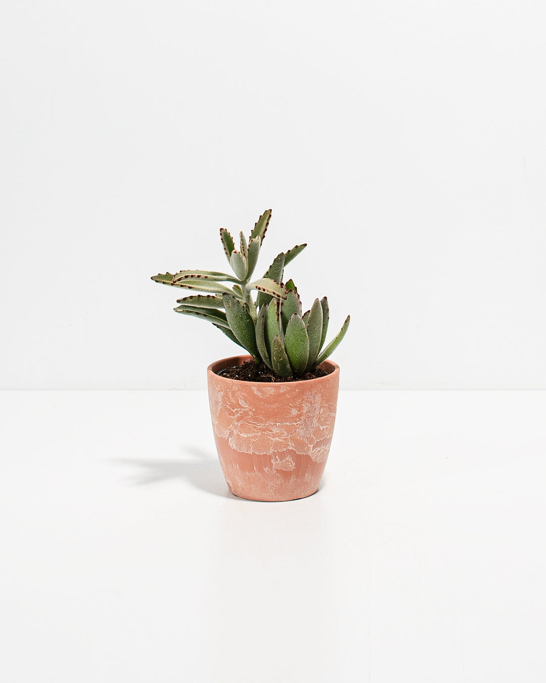 Panda Succulent Plant Kit