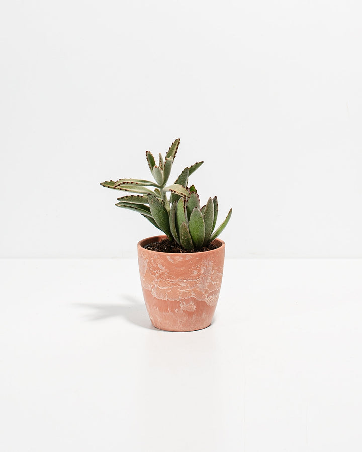 Panda Succulent Plant Kit