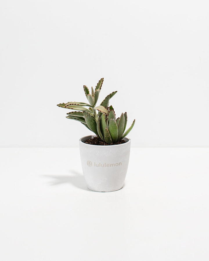 Panda Succulent Plant Kit